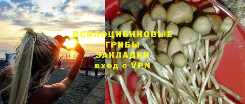 Псилоцибиновые грибы Psilocybe  наркошоп  это какой сайт  Бор 